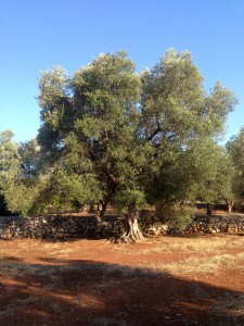 olivenbaum_pachten